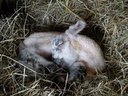 Chut, bébé dort