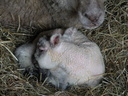Une peluche