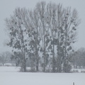 Bosquet