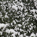 Lierre recouvert de neige