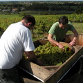 Eric et Alin commencent à égrapper les premières grappes de Chardonnay