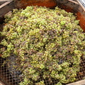 DSCN1733