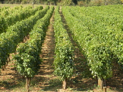 Quelques rangées de vignes