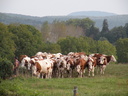 La Montbéliarde est une race de vache issue de Franche Comté.