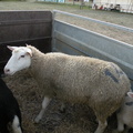 la famille mouton part également en bétaillère