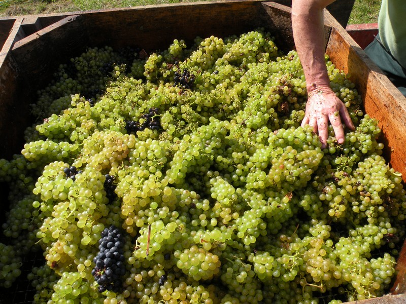 Egrappage du raisin Galerie de photos