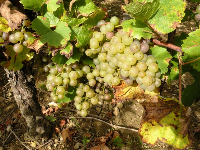 DSCN1700.JPG